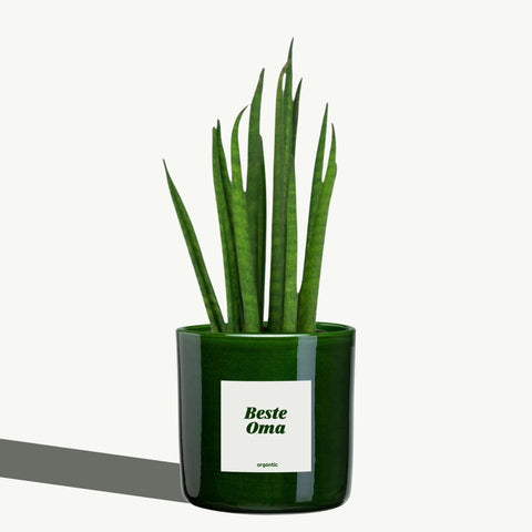 Beste Oma - organtic.com - Rasen, Pflanzen, Interior und mehr