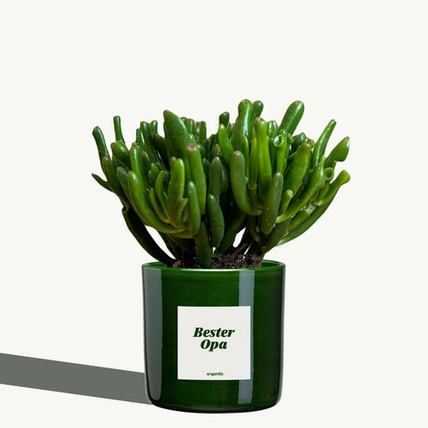 Bester Opa - organtic.com - Rasen, Pflanzen, Interior und mehr