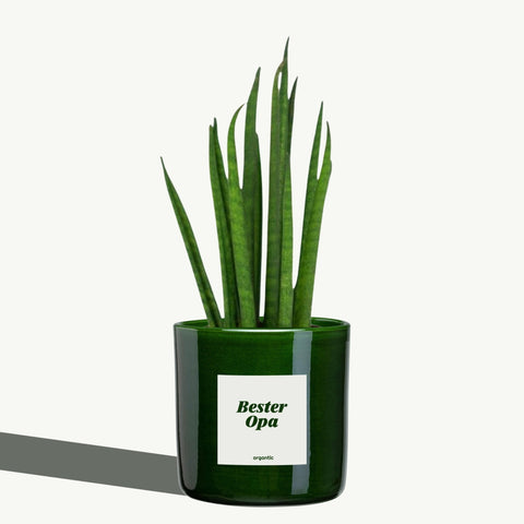 Bester Opa - organtic.com - Rasen, Pflanzen, Interior und mehr