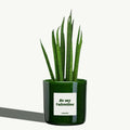 Be my Valentine - organtic.com - Rasen, Pflanzen, Interior und mehr