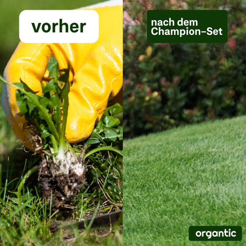 Champion - Set - organtic.com - Rasen, Pflanzen, Interior und mehr