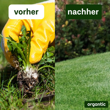 organischer dünger mit unkrautvernichter Allflor Rasendünger + Unkrautvernichter – organtic.com