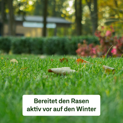 Herbst - Rasenset - organtic.com - Rasen, Pflanzen, Interior und mehr