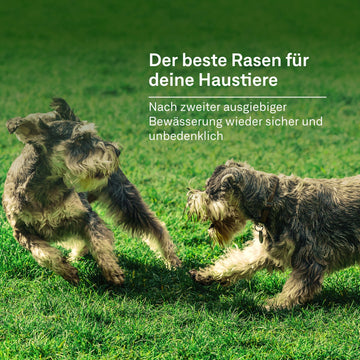 Rasendünger mit Unkrautvernichter + Nachsaat