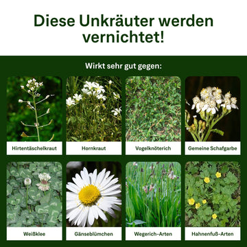 Rasendünger mit Unkrautvernichter + Nachsaat