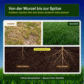 Sommer Power - Set - organtic.com - Rasen, Pflanzen, Interior und mehr
