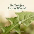 Sommerdünger mit Unkrautvernichter - organtic.com - Rasen, Pflanzen, Interior und mehr